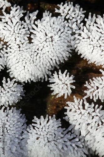 Coral slime mold photo