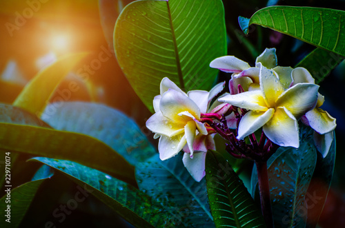 Cuadro en lienzo Beautiful Plumeria in the garden