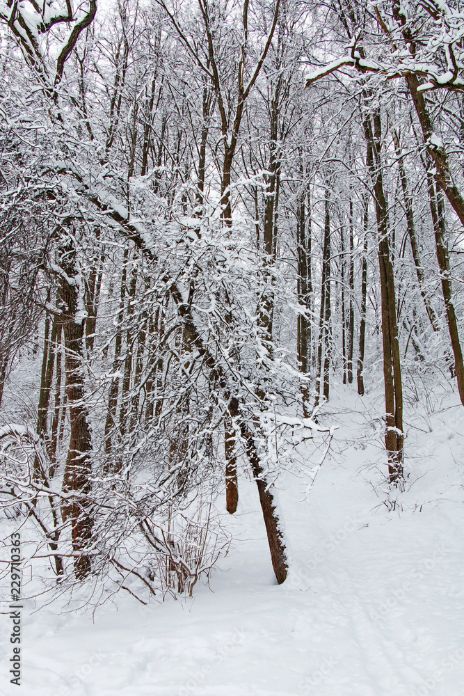 Fototapeta premium Beautiful winter landscape. Forest after snowfall