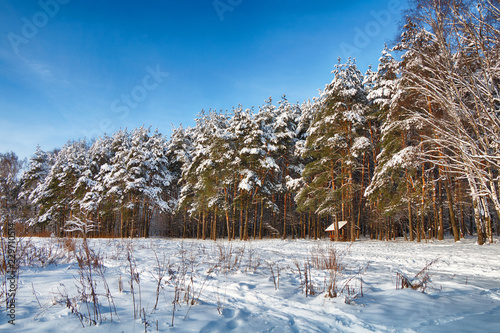 Beautiful winter forest after a snowfall in sunny weather.