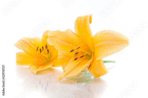 Fototapeta Naklejka Na Ścianę i Meble -  Yellow Lily flowers and buds on a white