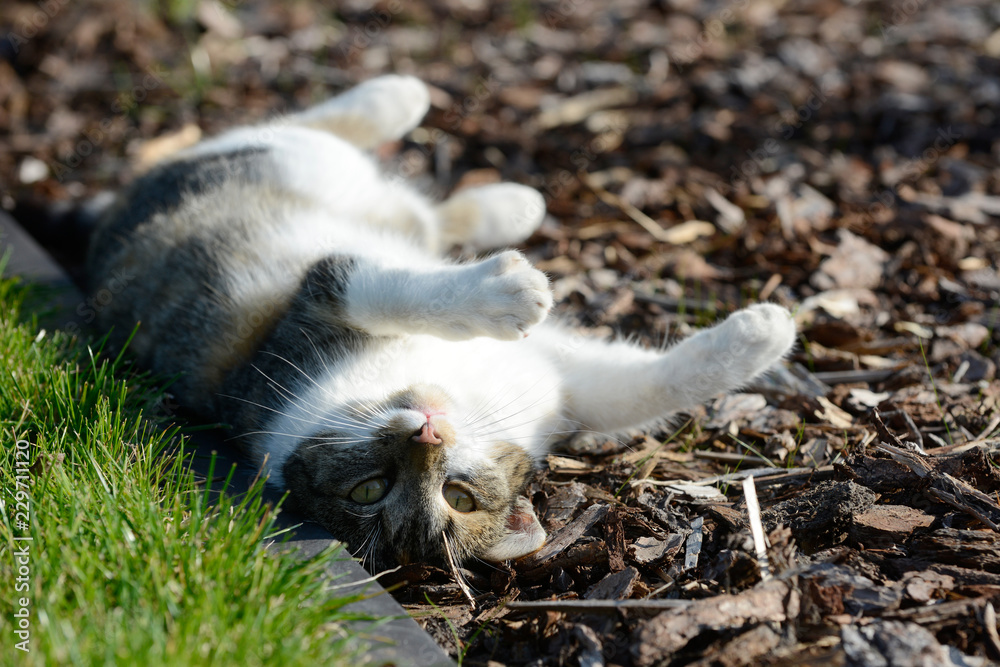 cat lying in the garden and look