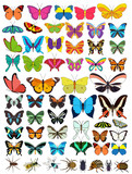 isolated, butterflies and insects, set