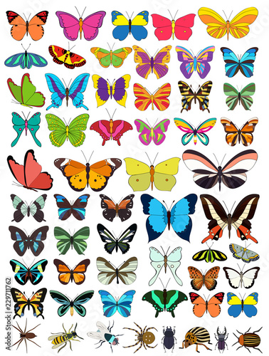 isolated  butterflies and insects  set