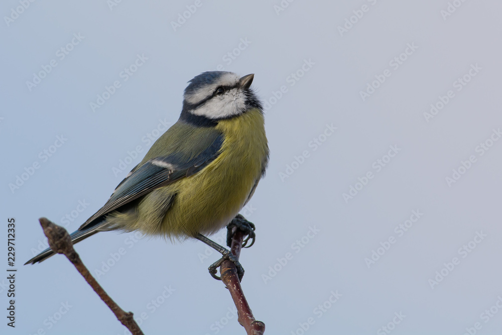 Fototapeta premium Bue tit on a branching Sweden