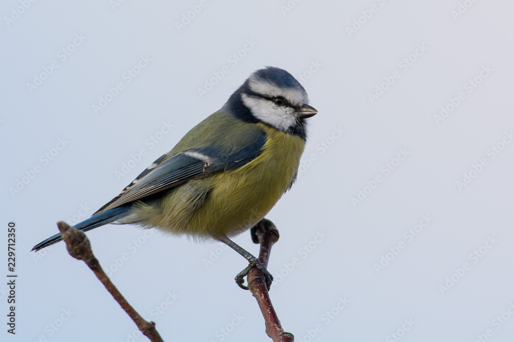 Fototapeta premium Sikora zwyczajna na rozgałęzionej Szwecji