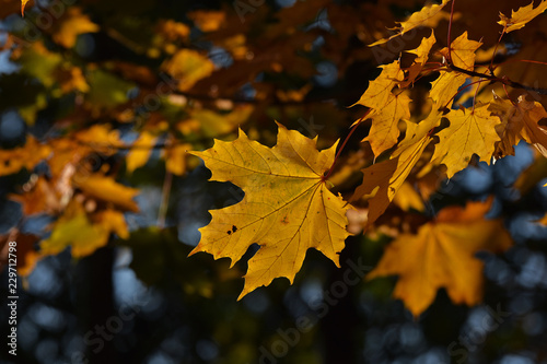 Spitzahorn-Blätter (Acer platanoides) im Herbst und Gegenlicht,
