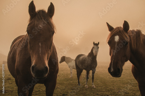 Fototapeta Naklejka Na Ścianę i Meble -  Four Horses in the Fog