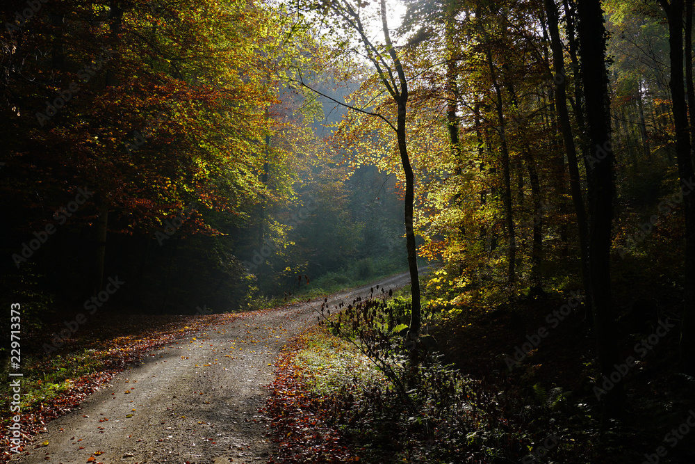 Naklejka premium Herbstwald, Lichtstimmung, Gegenlicht