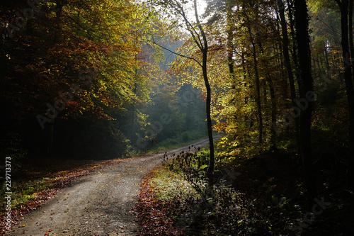 Herbstwald  Lichtstimmung  Gegenlicht