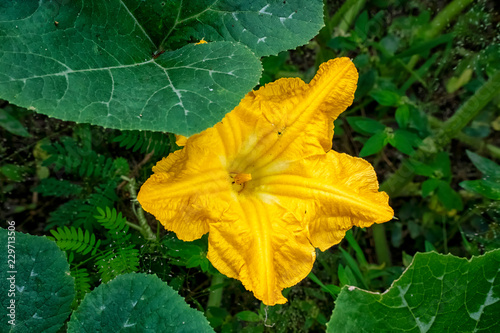 Yellow flowered Gourd