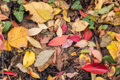 Autumn leaves on the ground