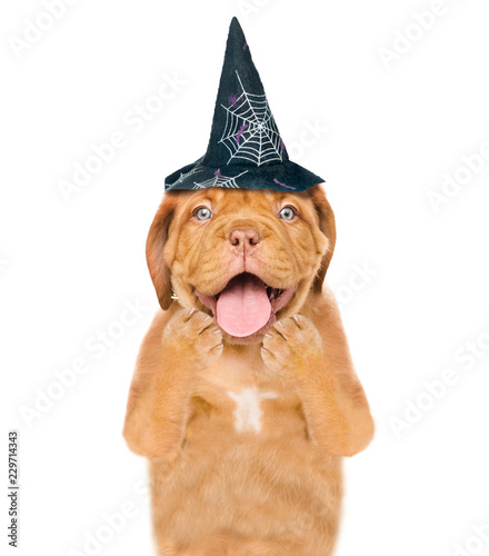 Shoked puppy in hat for halloween. isolated on white background