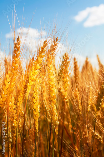 natural background with ripe Golden ears and wheat grains matured on a yielding agricultural field on a Sunny day and stretch to the blue sky