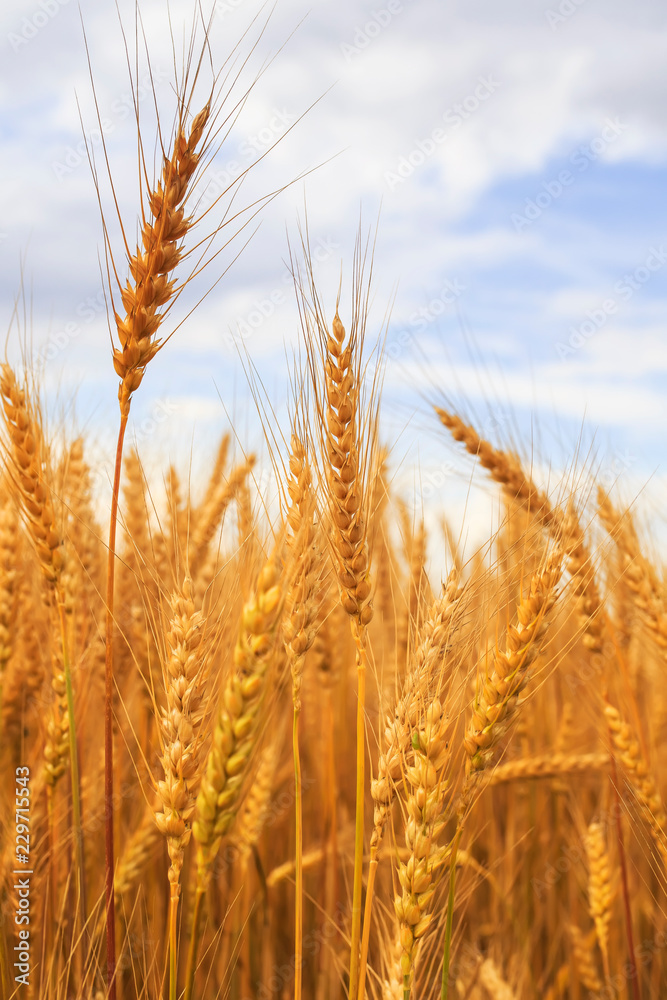 natural background with ripe Golden ears and wheat grains matured on a yielding agricultural field on a Sunny day and stretch to the blue sky natural background with ripe Golden ears and wheat grains matured on a yielding agricultural field on a Sunny day and stretch to the blue sky