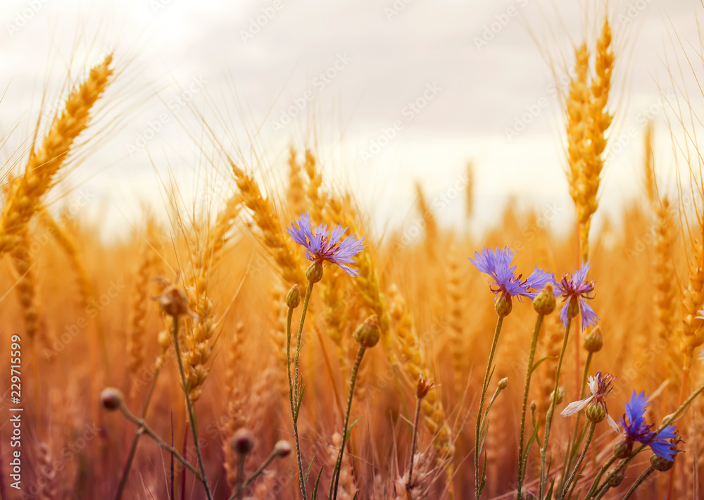 Fototapeta premium beautiful nature background with blue cornflowers wild flowers growing on a field with ripe Golden ears of corn, and the grains of wheat on a Sunny day