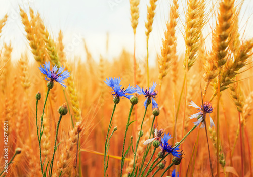 nature background with blue cornflowers wild flowers growing on a field with ...