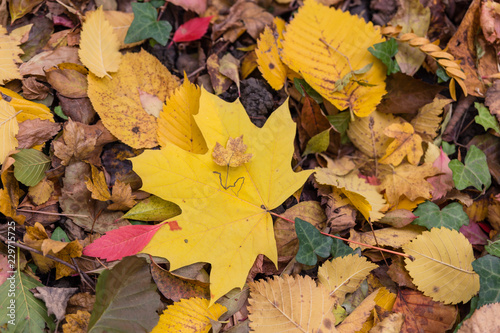 Autumn leaves on the ground background with maple leaf in center 