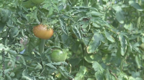 A green and a orange tomato in a greenhouse