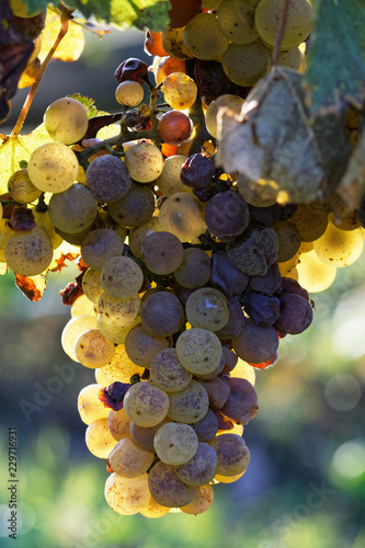 Fotografia Grappe raisin
