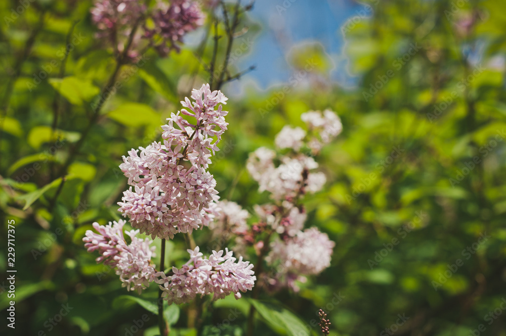 Bush blooming lilac Zvegintseva 1525 Bush blooming lilac Zvegintseva 1525