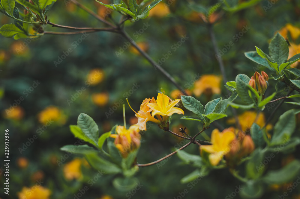 Fototapeta premium A rare plant rhododendron yellow 1531.