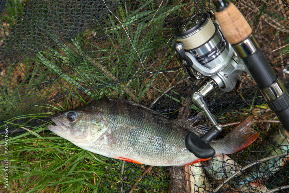 Big freshwater perch on landing net with fishery catch in it and fishing rod with reel. Big freshwater perch on landing net with fishery catch in it and fishing rod with reel.