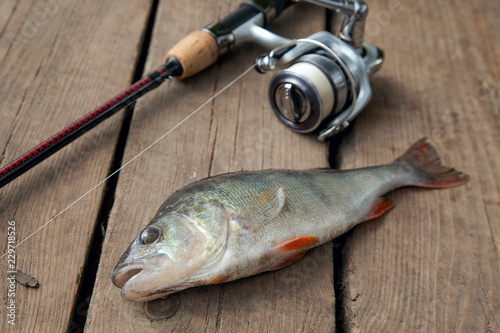 Trophy fishing. Big freshwater perch and fishing equipment on wooden background..