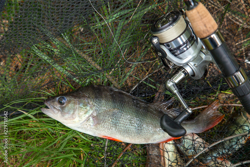 Big freshwater perch on landing net with fishery catch in it and fishing rod with reel.