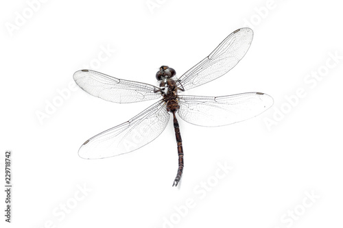Close-up Eye Dragonfly stuffed isolated on white background,top view