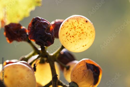 Photos Raisins