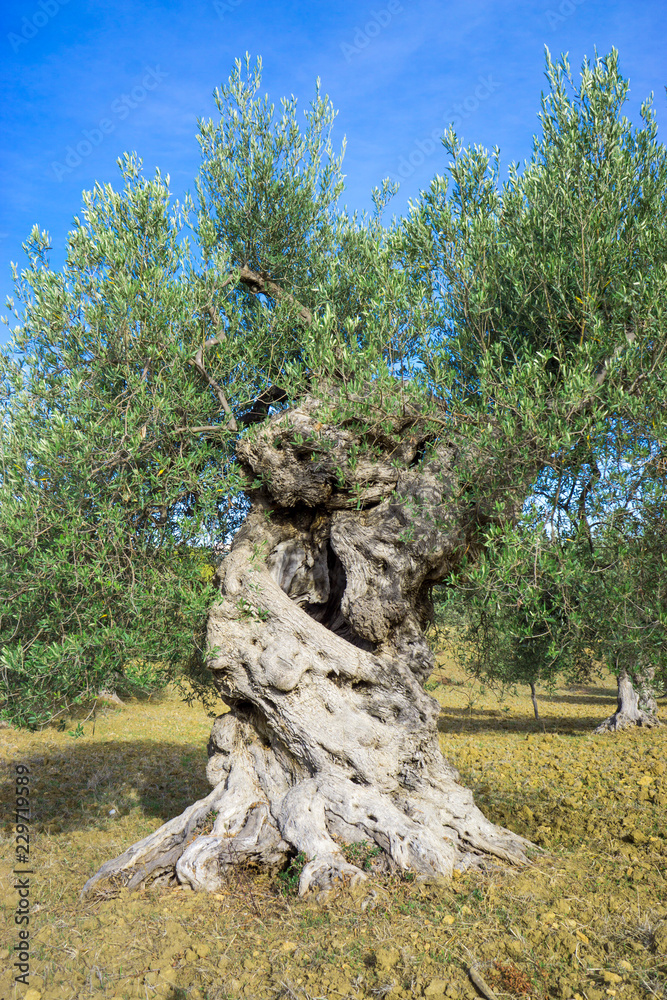 Fototapeta premium Ancient olive tree