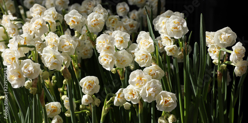 Fototapeta Naklejka Na Ścianę i Meble -  Double Daffodil Narcissus x hybridus in the garden of flowers shop.