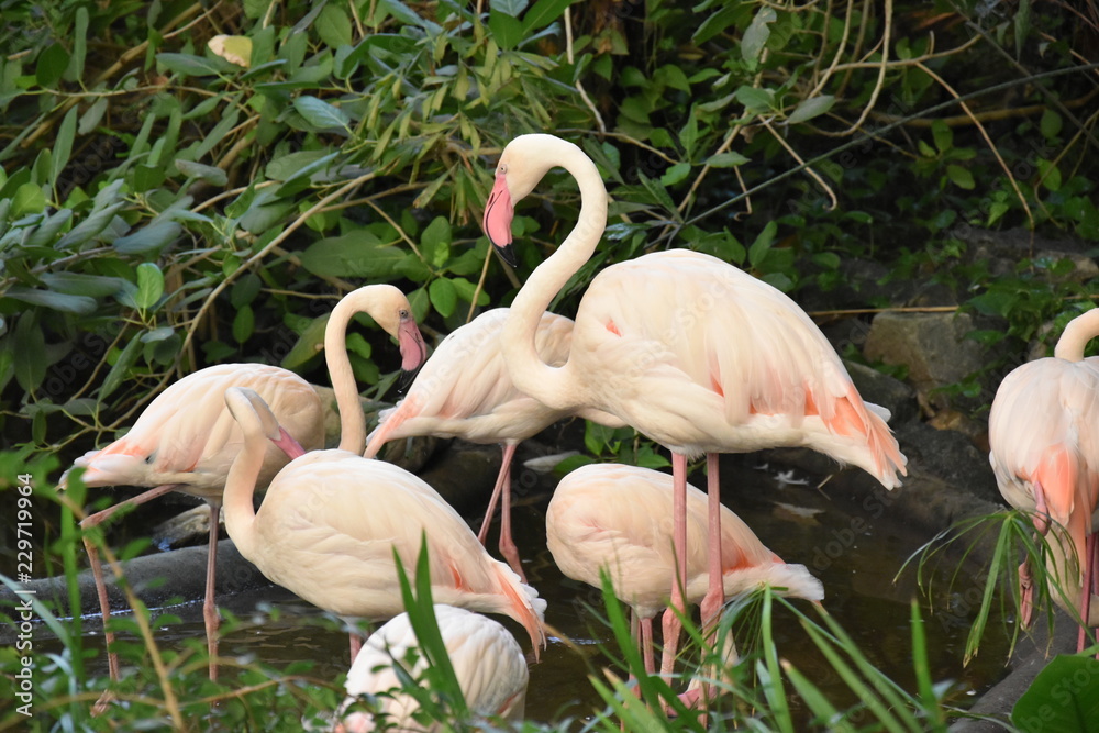 Fototapeta premium flamingi