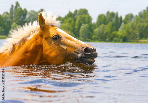 palomino horse swims on the river, lake