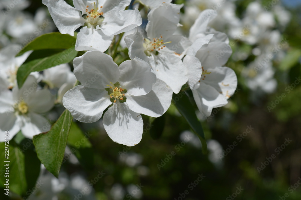 white flowers of apple tree white flowers of apple tree