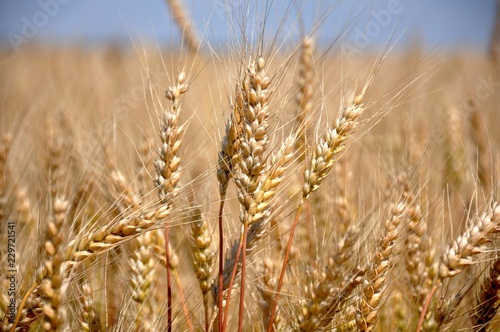 Пшеничные колосья