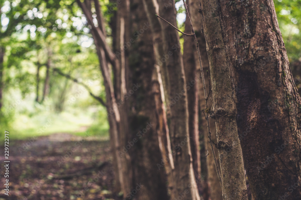 Adventuring the woods Adventuring the woods