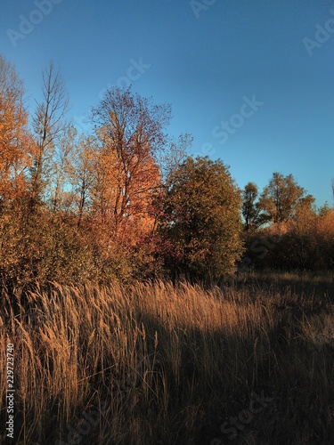 trees in autumn