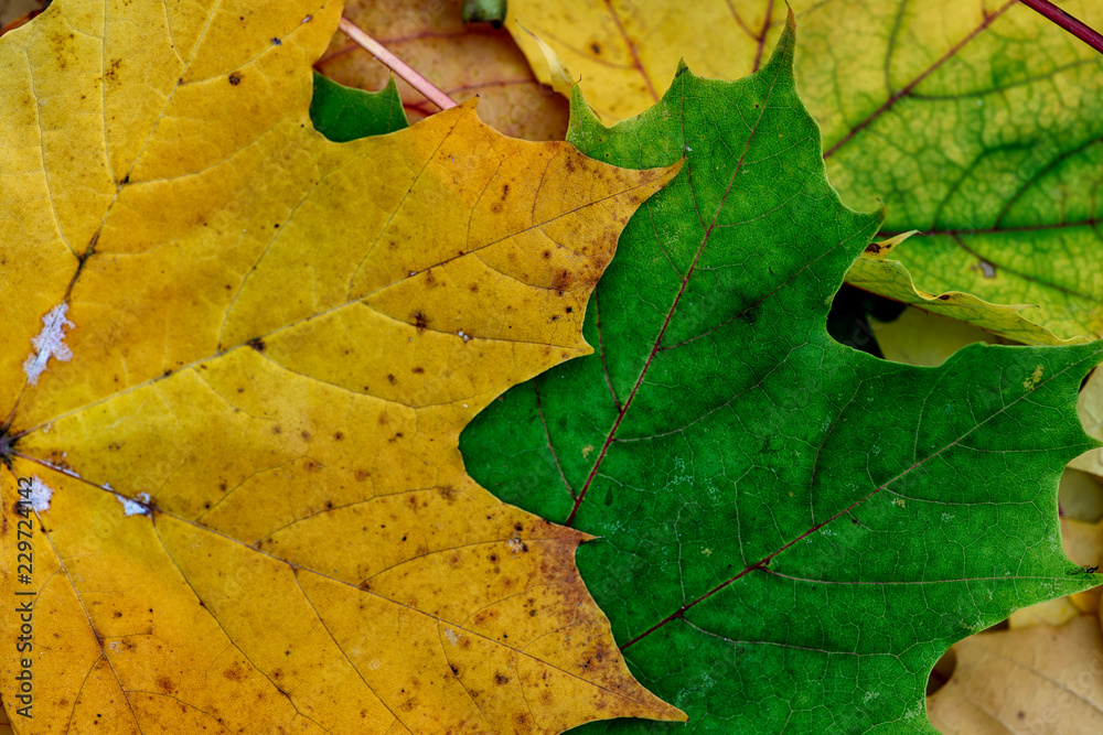 Beautiful autumen leafs, colorful Beautiful autumen leafs, colorful