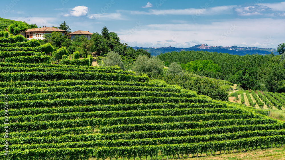 Vineyards near Barbaresco, Cuneo, in Langhe