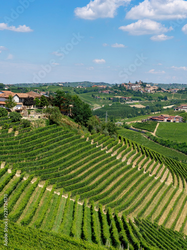 Vineyards near Barbaresco, Cuneo, in Langhe