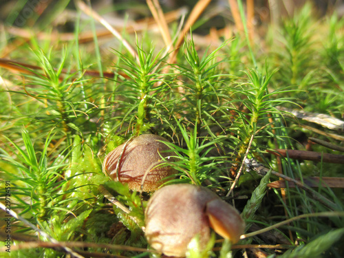 Forest grass landscape mushroom nature plant 