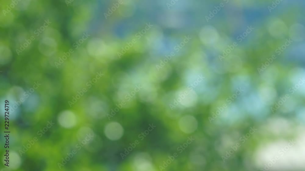 abstract background of moving bokeh green tones.