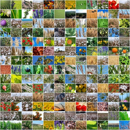 COLLAGE AGRICULTURA