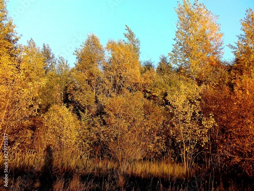 trees in autumn