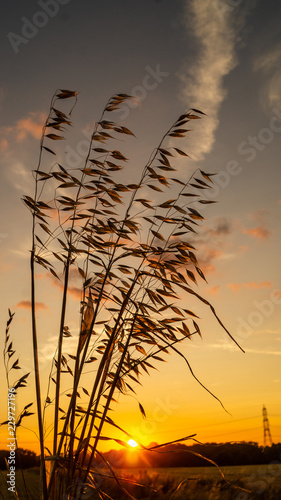 Wheat Field Sunset Silhouette