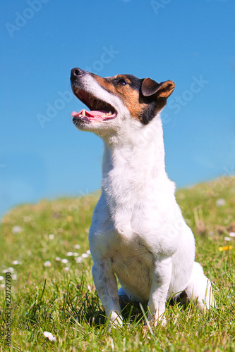 Jack Russell Terrier sitting on grassy bank
