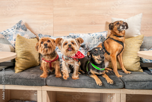 Photography Four funny cute dogs ex abandoned homeless adopted by good people and having fun