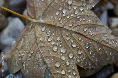 herbstblatt mit Tropfen